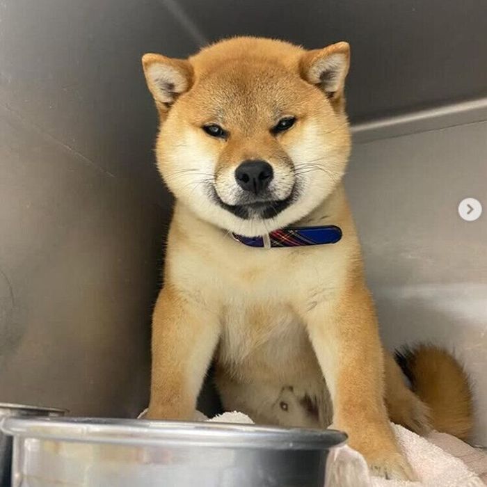 動物病院で保護されていたくま丸くん