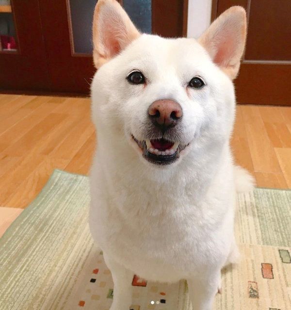 笑顔の白柴・きなこちゃん