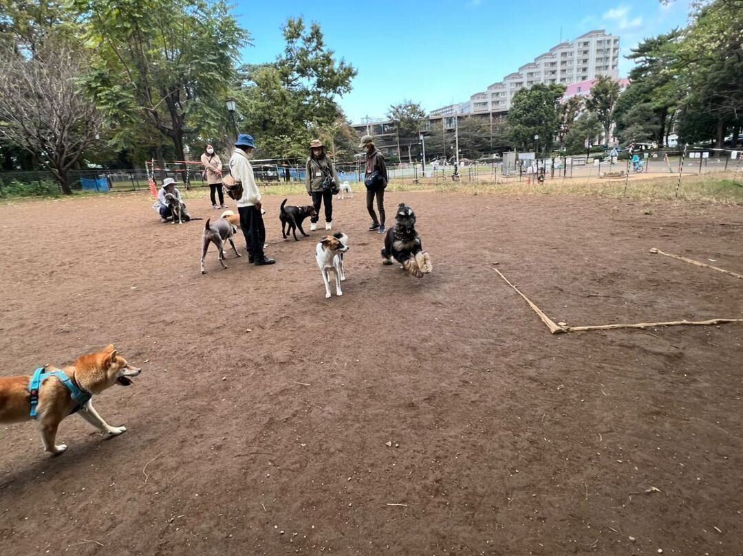 土のドッグランで遊ぶたくさんの犬
