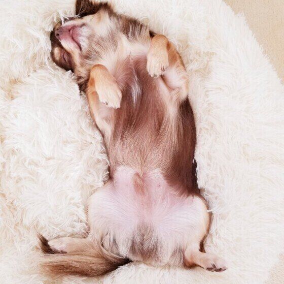 ヘソ天で寝るチワワ