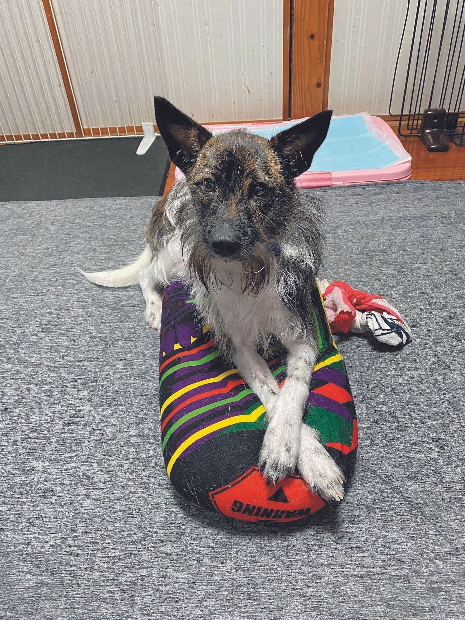 左足を右足にONがお決まり！