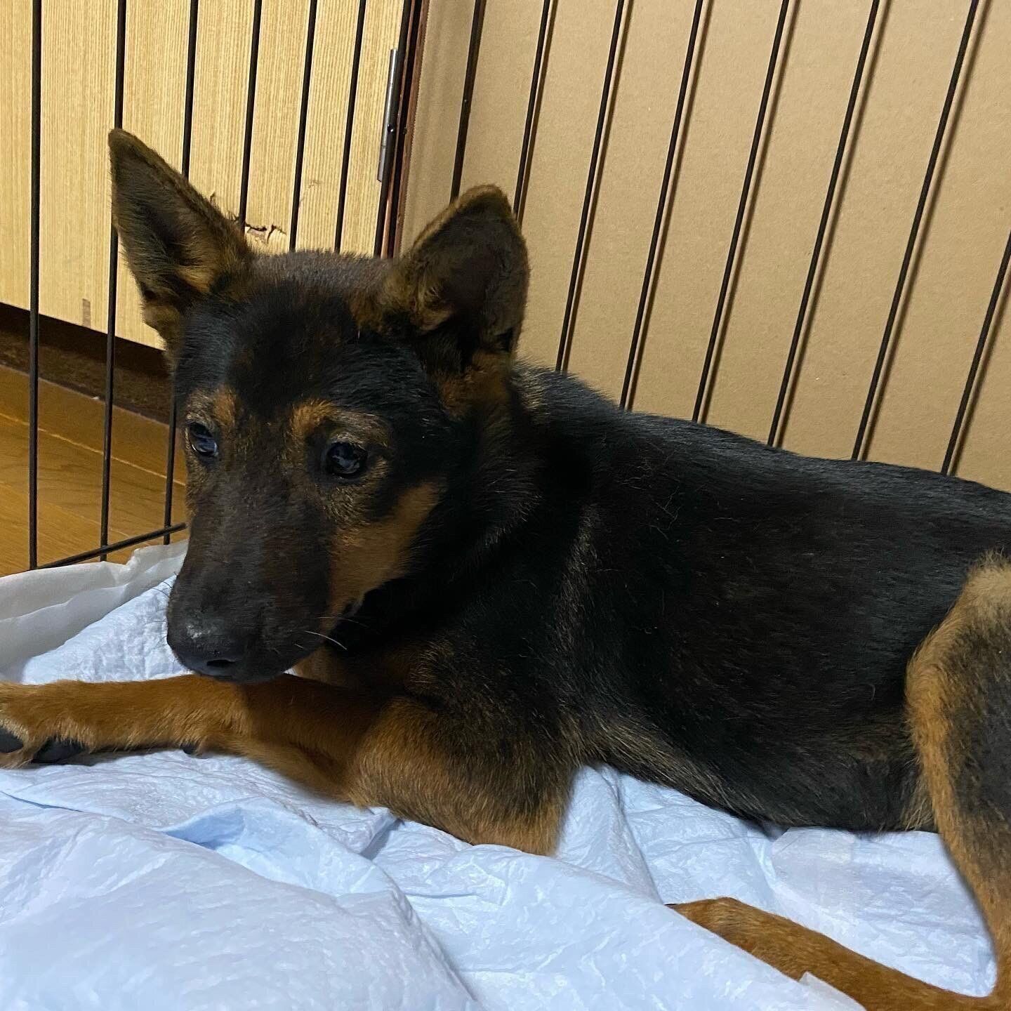 お迎えしたばかりのちくわちゃんの様子