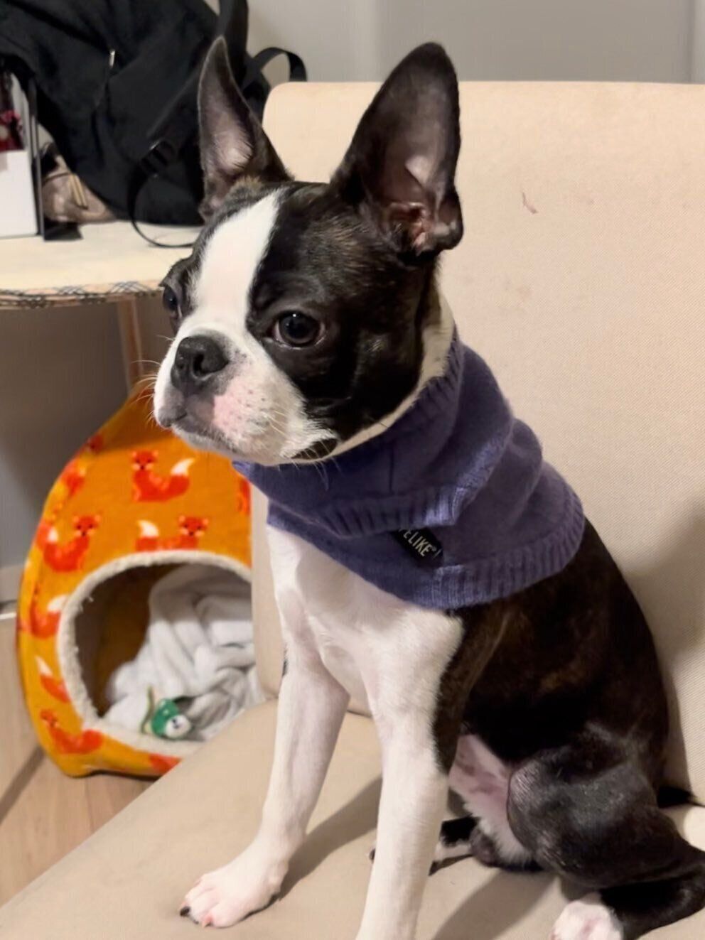 別の日「子犬時代に初めて着た服」を着るチャビィくん　「長い足と小顔でスマートな体型」も魅力のひとつ