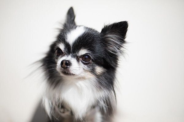 見つめるチワワ