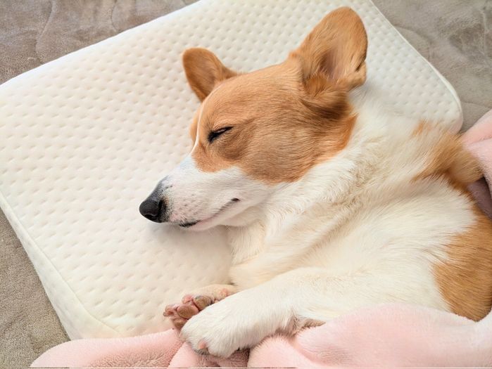 ぐっすり眠るこまちちゃん