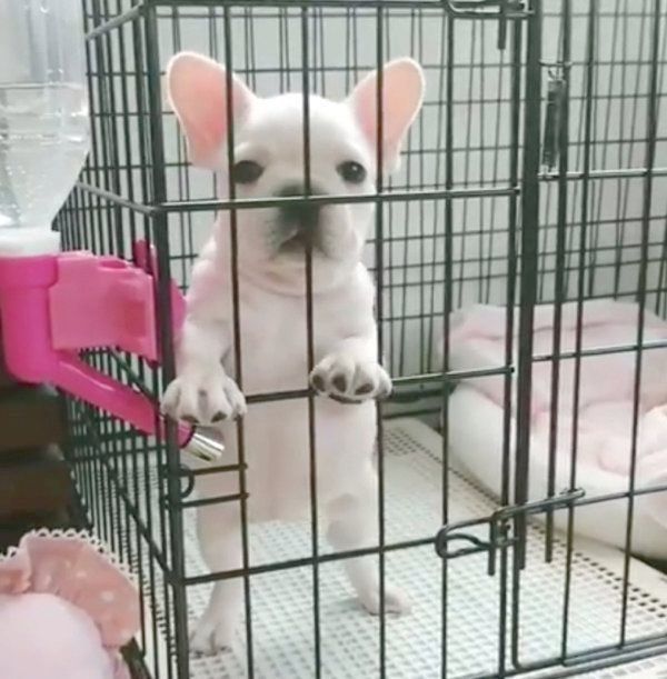 見つめるイブちゃん