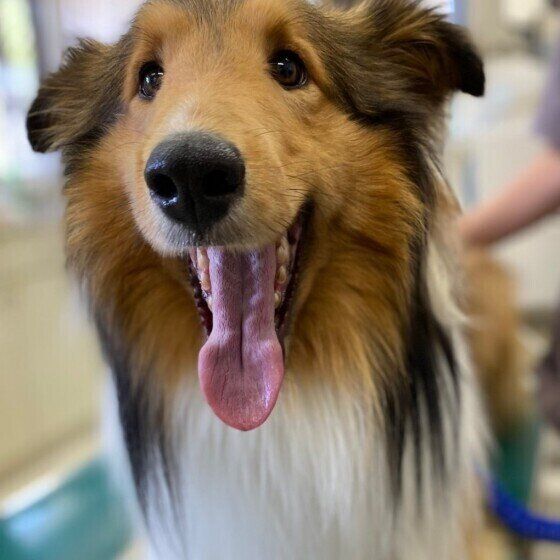 楽しそうな表情のシェットランド・シープドッグ