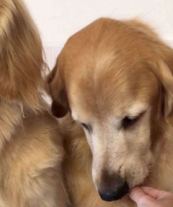 おやつを仕方なく食べるゴールデン・レトリーバー