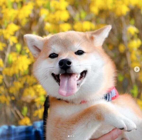 笑顔のこまりちゃん