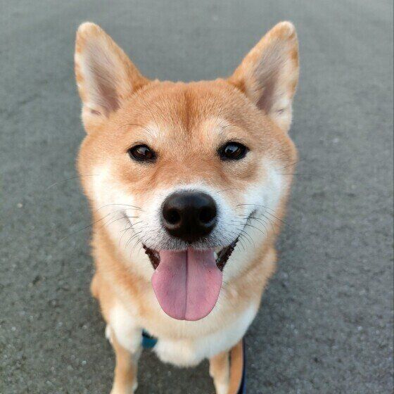 柴のくるみちゃん