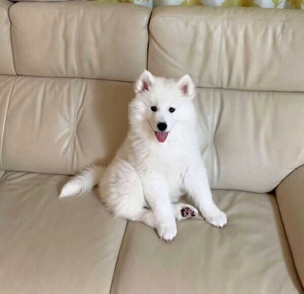 ソファでくつろぐゆきまるくん