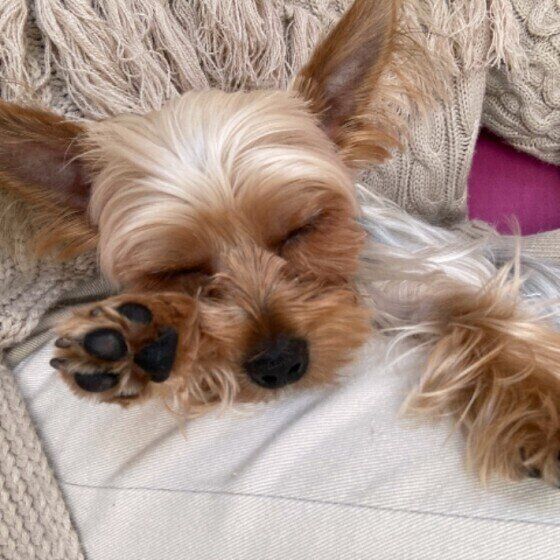 眠るヨークシャー・テリア