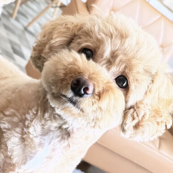 トイ・プードルのそらくん