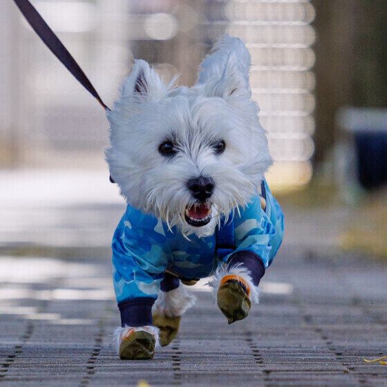 ウエスト・ハイランド・ホワイト・テリアのラフロイグくん