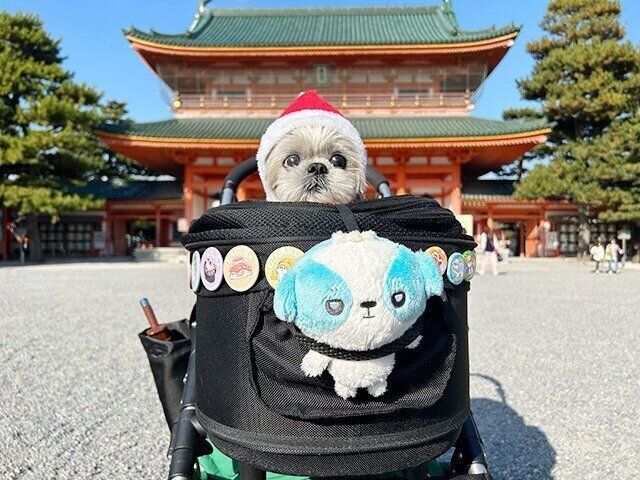 シーズー犬マンガてんぽshihtzu