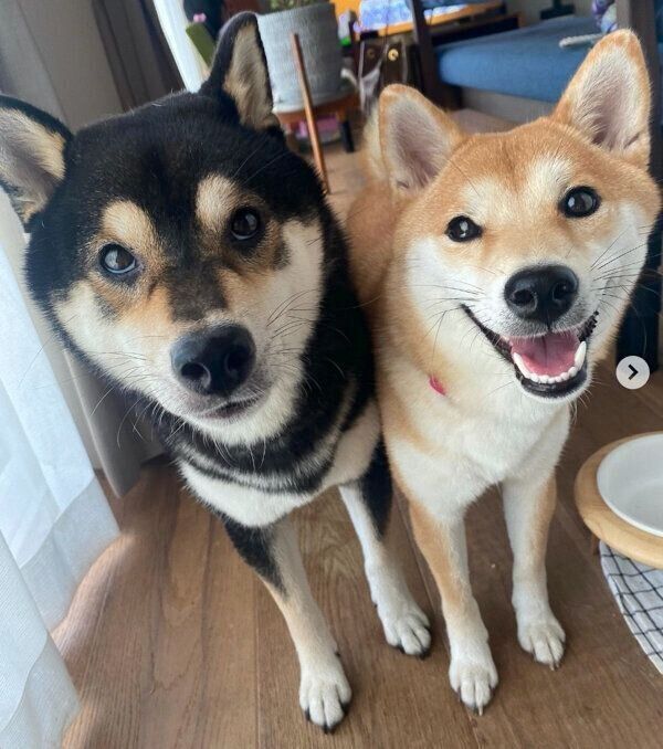 仲良しなやまとくん、小梅ちゃん