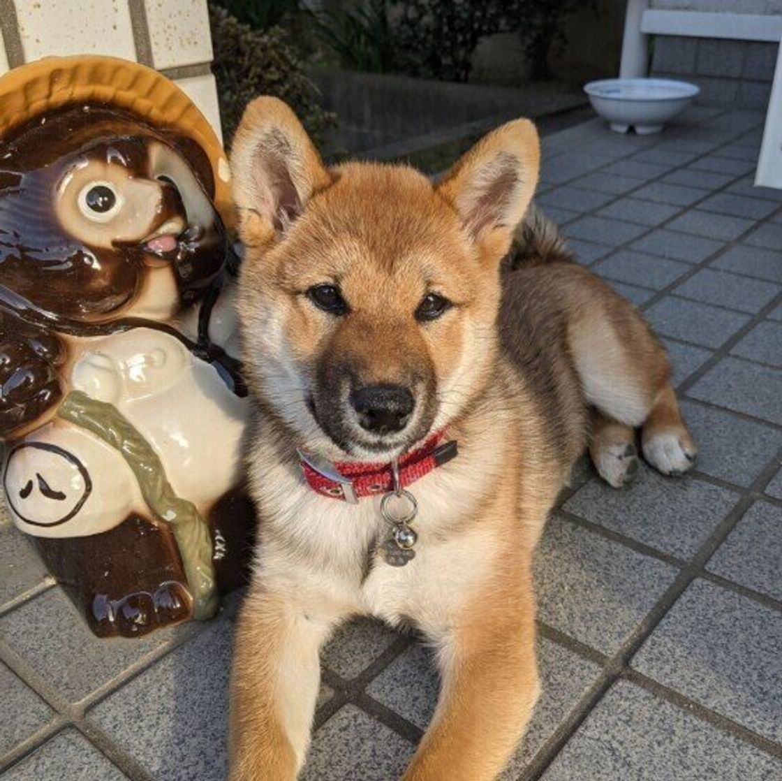 実は死に至ることも 犬が遭遇すると怖い危険な野生生物 いぬのきもちweb Magazine 実は死に至ることも 犬が遭遇すると怖い危険な野生生物 いぬのきもちweb Magazine