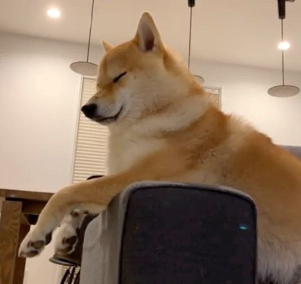 寝てないフリをする柴犬