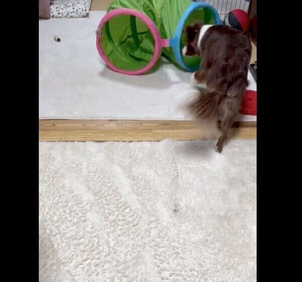 「かわいいね」を探す旅に出るゆにちゃん