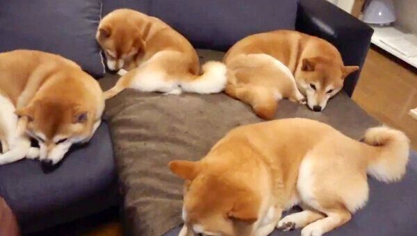 ソファでまったりする柴犬一家