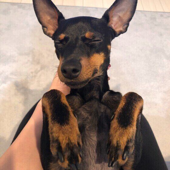飼い主さんに抱っこされるトイ・マンチェスター・テリア