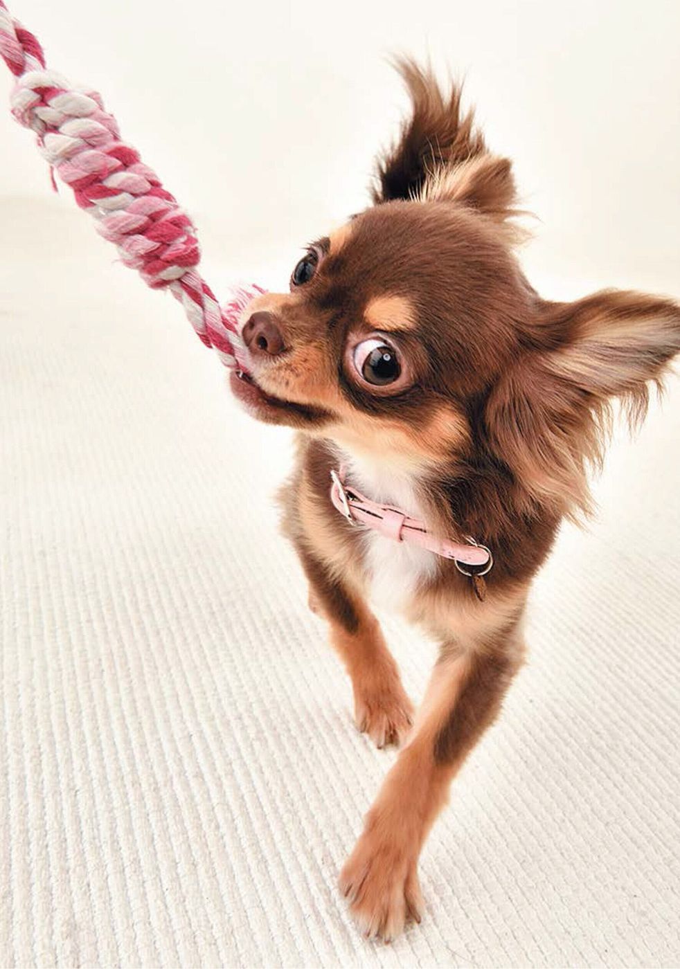 意外と知らない 愛犬への ごほうびおやつの与え方 誘導の仕方 とは いぬのきもちweb Magazine 意外と知らない 愛犬への ごほうびおやつの与え方 誘導の仕方 とは いぬのきもちweb Magazine
