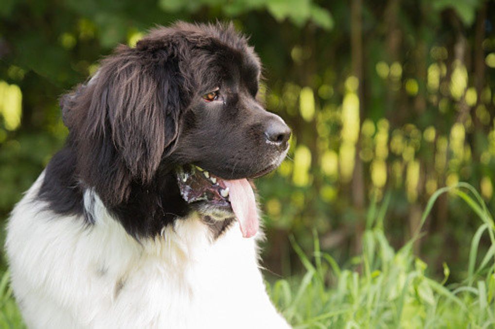 ニューファンドランドの特徴 性格 最新価格と飼い方 いぬのきもち 犬図鑑 いぬのきもちweb Magazine ニューファンドランドの特徴 性格 最新価格と飼い方 いぬのきもち 犬図鑑 いぬのきもちweb Magazine