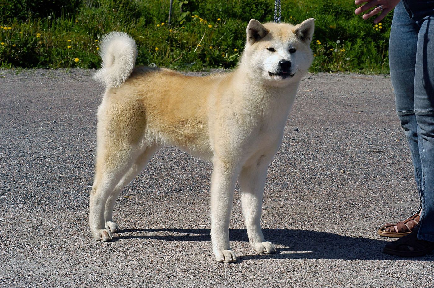 犬好きならチャレンジしてみたい 激ムズ犬種クイズ あなたは何問解ける いぬのきもちweb Magazine 犬好きならチャレンジしてみたい 激ムズ犬種クイズ あなたは何問解ける いぬのきもちweb Magazine