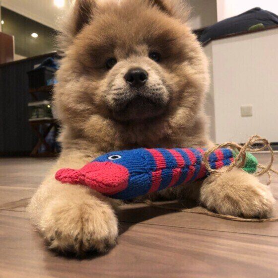 待てをするチャウ・チャウ