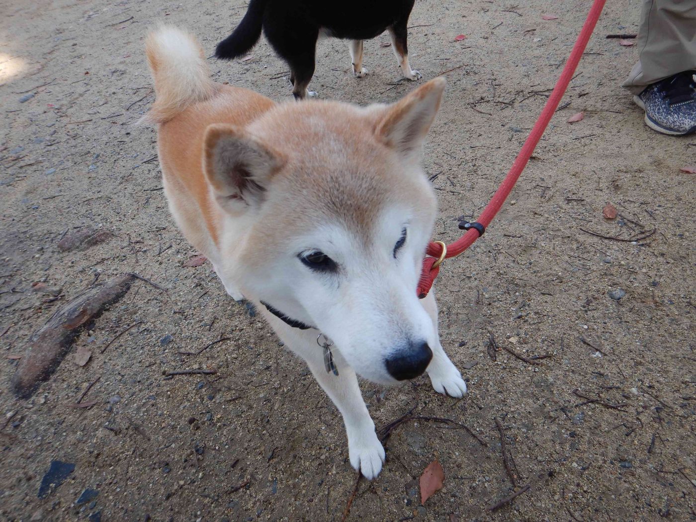甘えられるとやっぱり嬉しい 顔見知りだった柴犬の突然な デレ に感動する話 連載 こぐま犬てんすけ Vol 127 いぬのきもちweb Magazine 甘えられるとやっぱり嬉しい 顔見知りだった柴犬の突然な デレ に感動する話 連載 こぐま犬てんすけ Vol 127 いぬのきもちweb Magazine