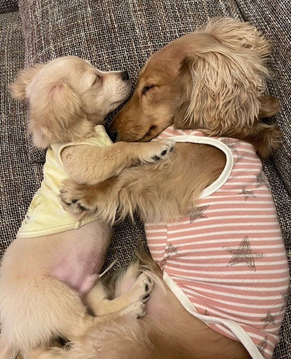 眠るテンくん、クゥくん