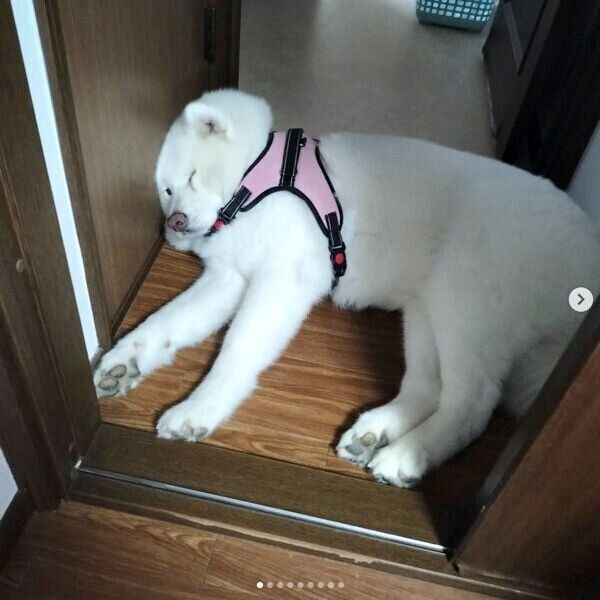 トイレのドアの前で眠る小梅ちゃん