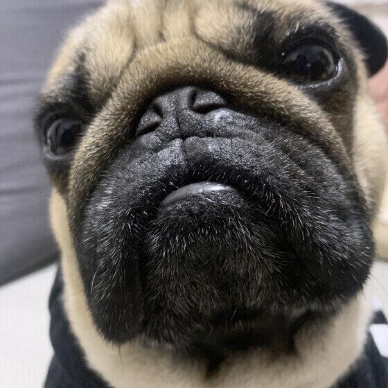 PUG様専用 pug様 専用 パグ様専用 パグ様 専用！！ pug様 専用 【パグ