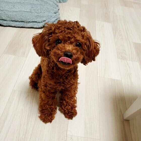 舌ペロするトイ・プードル