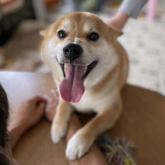 柴犬のぽんたちゃん