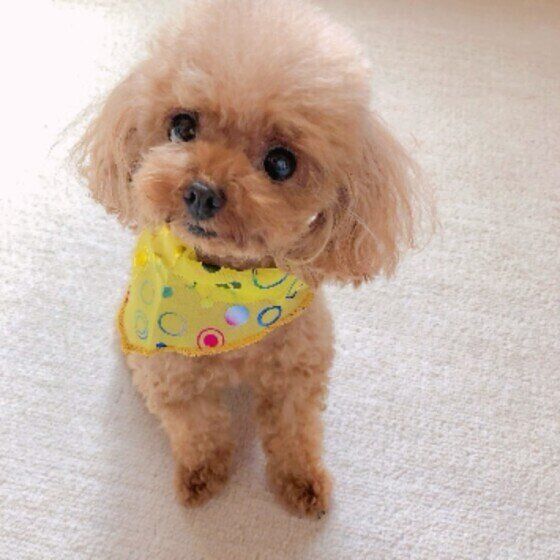 天候や気圧の変化で「気象病」になりやすい犬の傾向とお世話の仕方 いぬのきもち