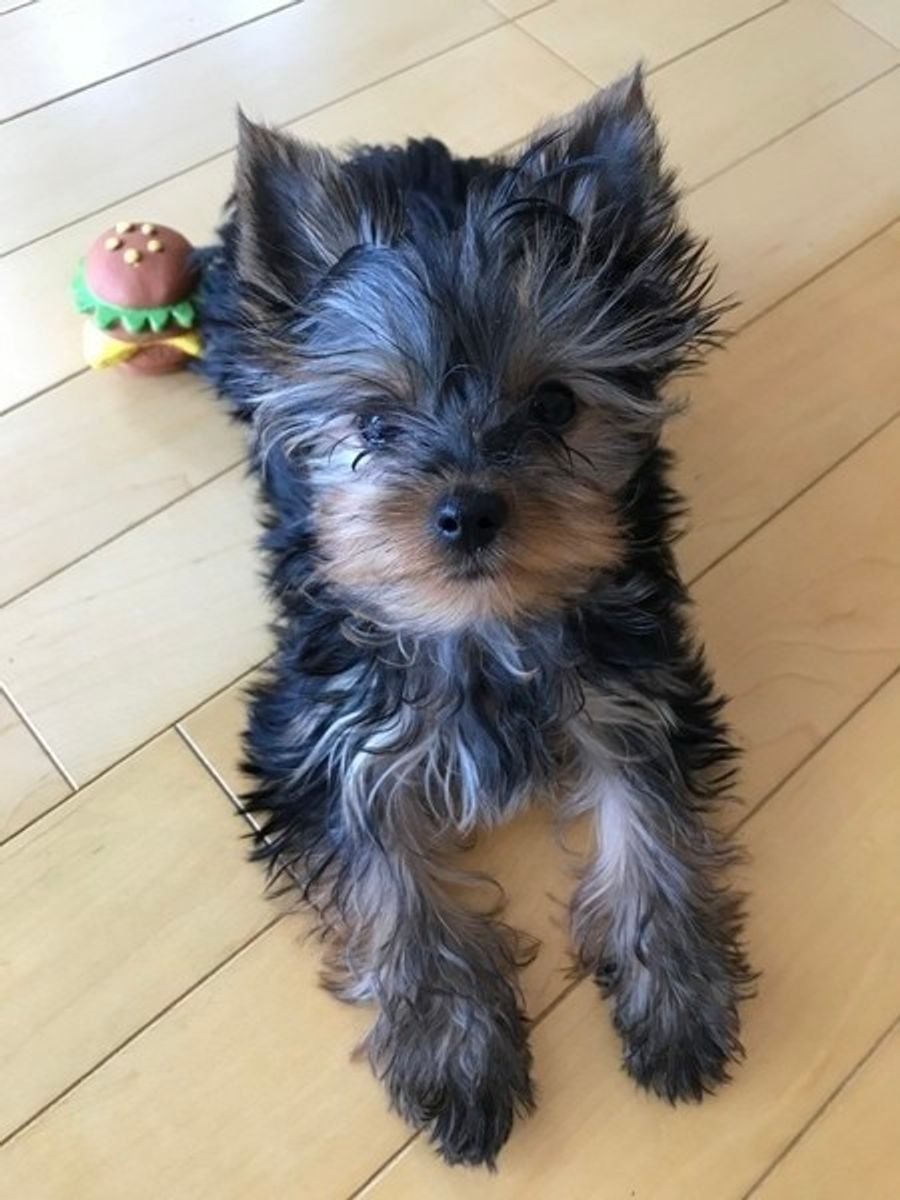 獣医師監修 犬はなぜ拾い食いをするの しつけで防ぐ方法とは いぬのきもちweb Magazine 獣医師監修 犬はなぜ拾い食いをするの しつけで防ぐ方法とは いぬのきもちweb Magazine