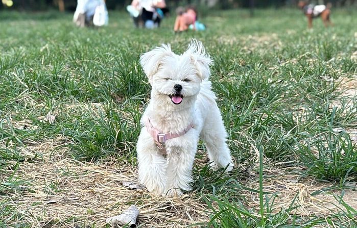ドッグランで遊ぶおこめちゃん