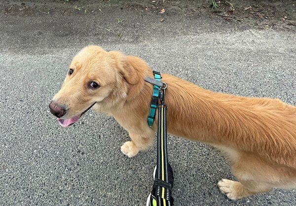 散歩するセナくん