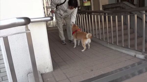 ご主人をお出迎えする柴犬