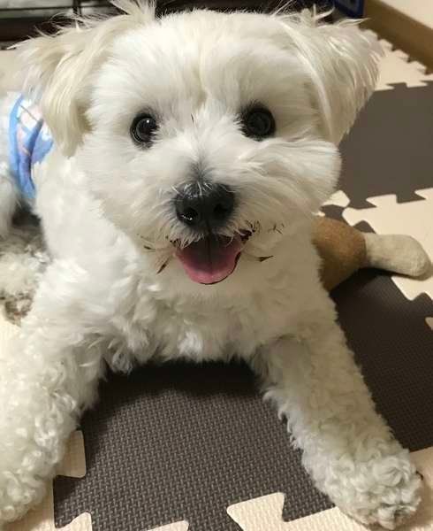 犬が室内でケガをしやすい場所と対策