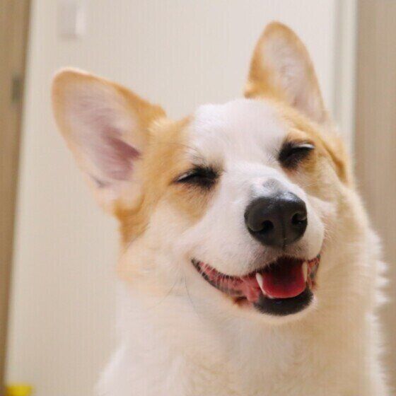 ウェルシュ・コーギー・ペンブローク