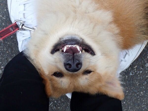 飼い主さんのスニーカーを“枕”にして寝転がるもなかちゃん