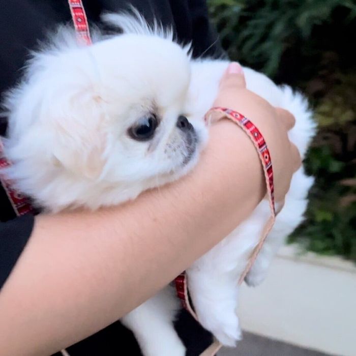 初めての抱っこ散歩をしたもぐちよちゃん