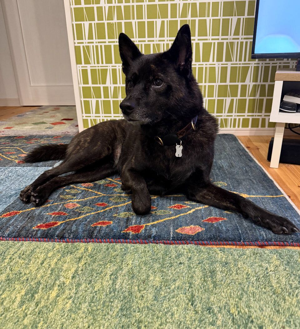 室内でくつろいでいる甲斐犬