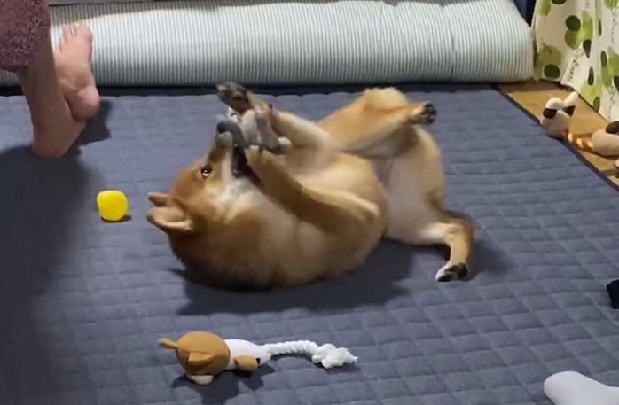 術後3日目でも元気いっぱいなむぎちゃん