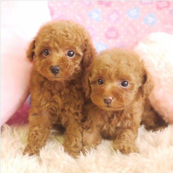 ルージュちゃんとノワールちゃん