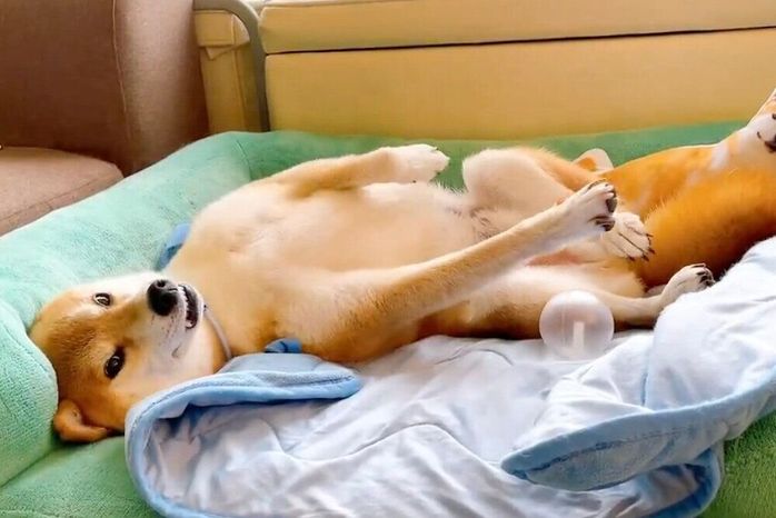 飼い主さんを見る豆くん