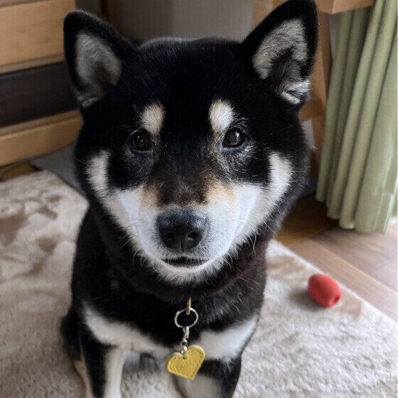 無表情になっている柴