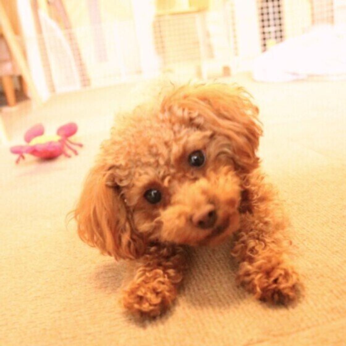 カメラ嫌いの犬は意外に多い カメラを向けると犬がスーッと目をそらす理由 いぬのきもちweb Magazine カメラ嫌いの犬は意外に多い カメラを向けると犬がスーッと目をそらす理由 いぬのきもちweb Magazine